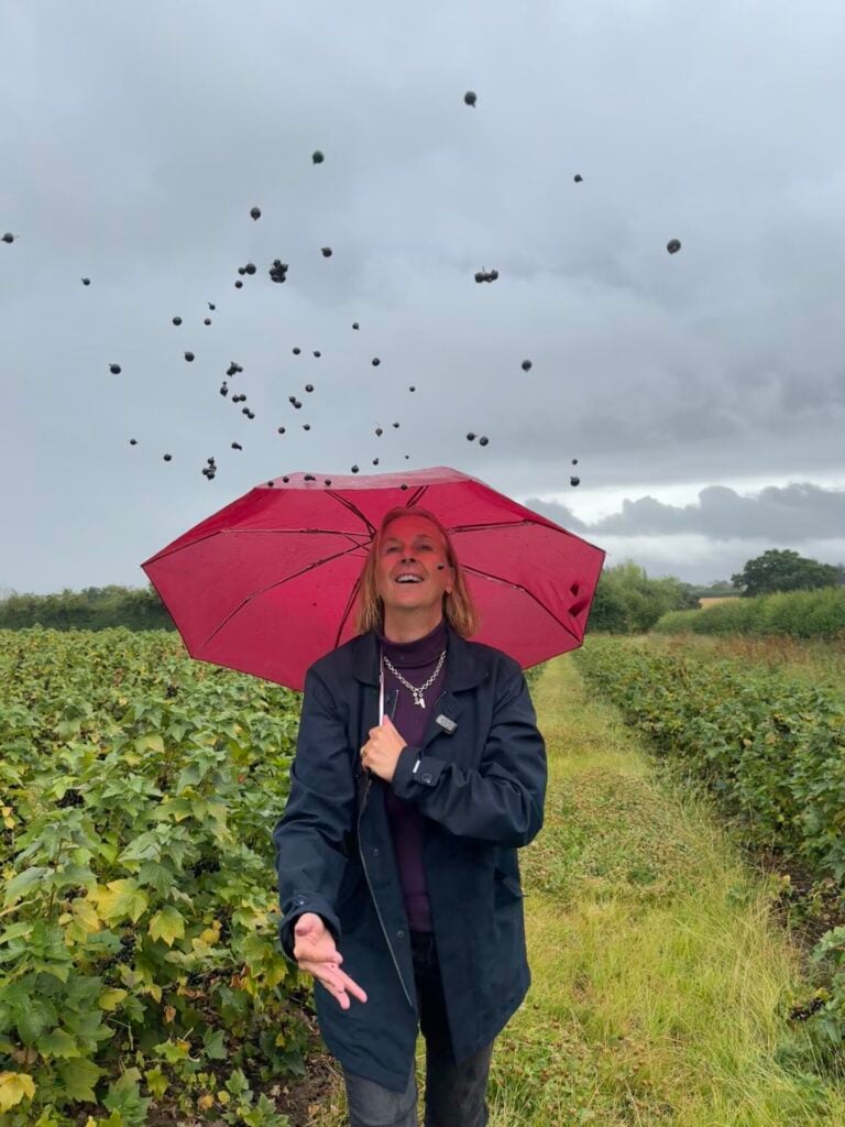 BLACKCURRANT harvest in herefordshire on blackcurrant day!