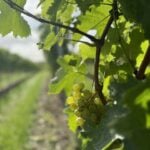 WHite Heron ESTATE VENDAGE