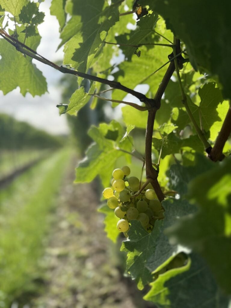 WHite Heron ESTATE VENDAGE