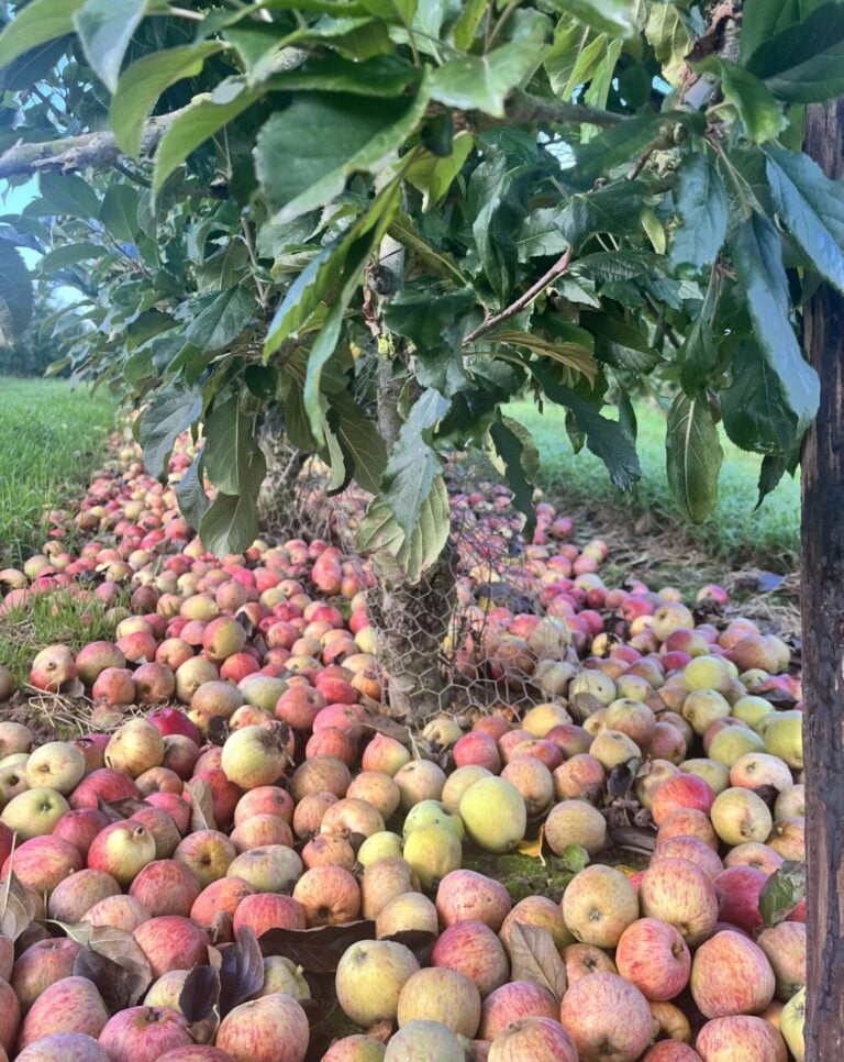 Autumn is in the air