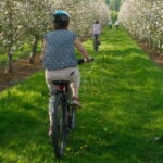 Guided Ebike Vineyard & Blossom Tours season 2026 has arrived